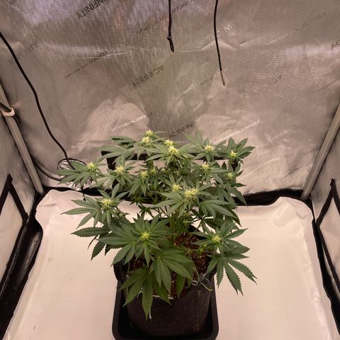 mon cherry growlog photo: #2