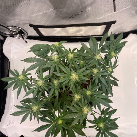 mon cherry growlog photo: #2