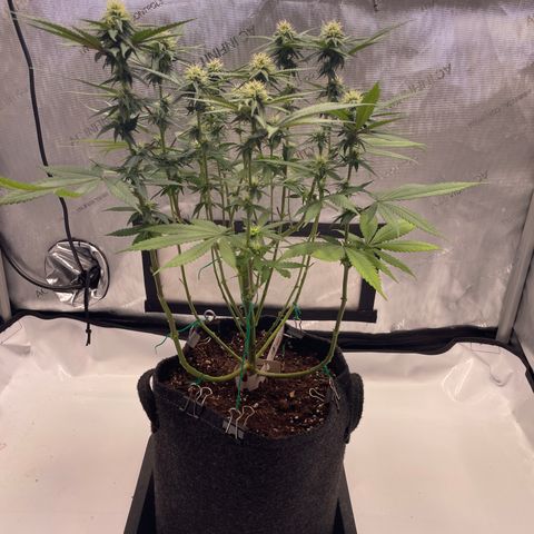 blue zushi growlog photo: #1