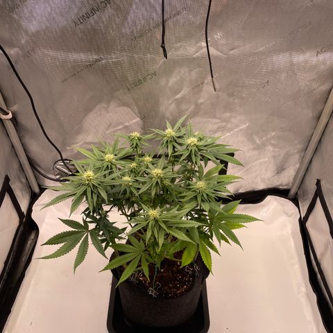 blue zushi growlog photo: #1