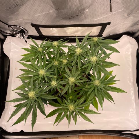 blue zushi growlog photo: #1