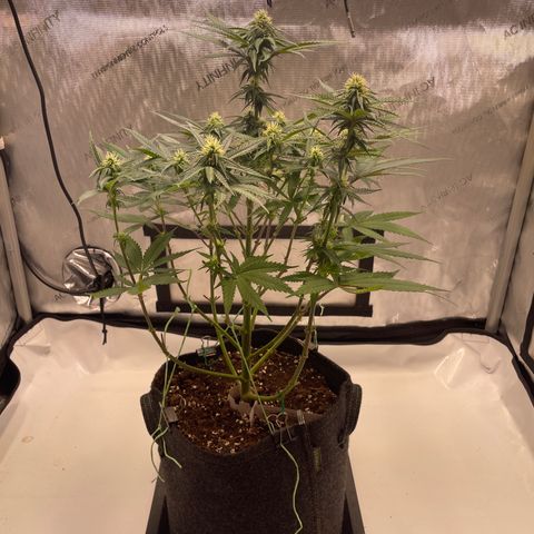 blue zushi growlog photo: #2