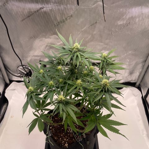 blue zushi growlog photo: #2