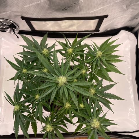 blue zushi growlog photo: #2