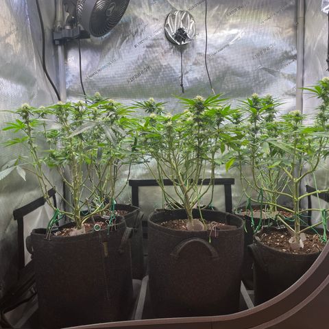 mon cherry growlog timeline photo