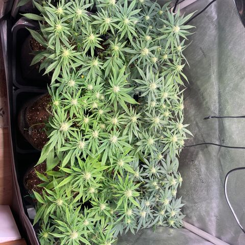 mon cherry growlog timeline photo