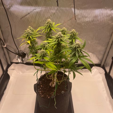 glueberry og growlog photo: #1