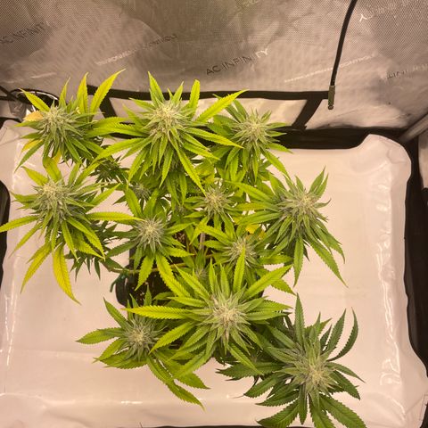glueberry og growlog photo: #1