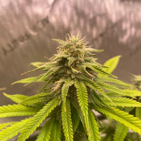 glueberry og growlog photo: #1
