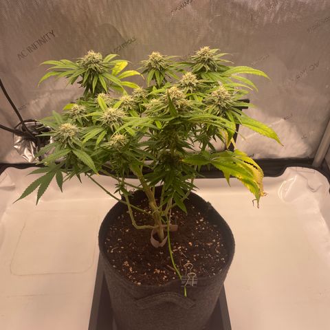 glueberry og growlog photo: #2
