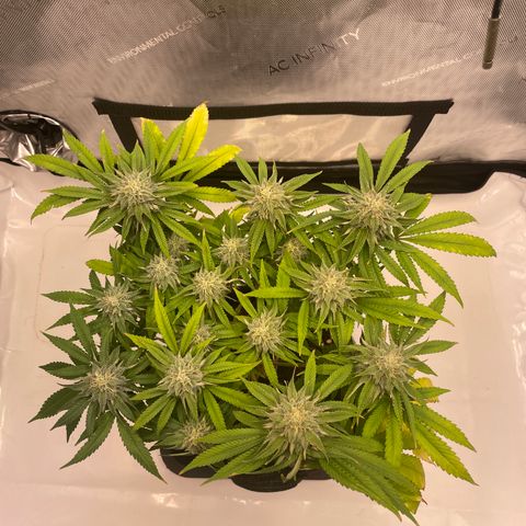 glueberry og growlog photo: #2