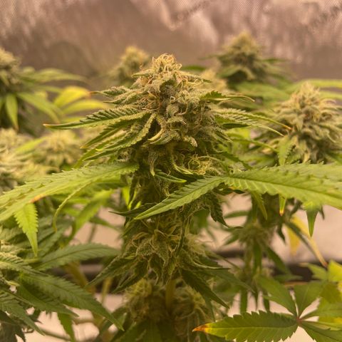 glueberry og growlog photo: #2