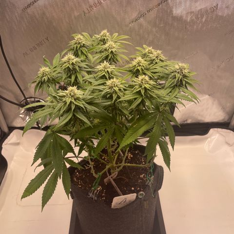 mon cherry growlog photo: #1