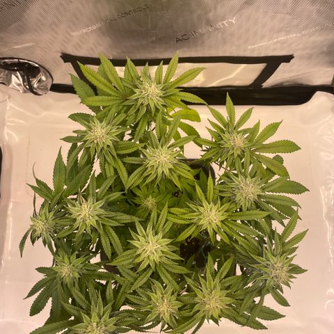 mon cherry growlog photo: #1