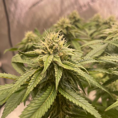mon cherry growlog photo: #1