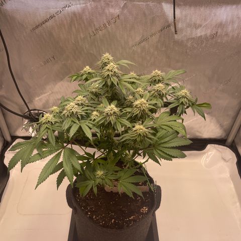 mon cherry growlog photo: #2