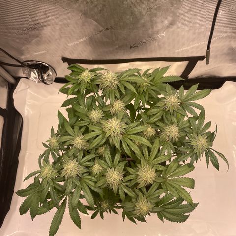mon cherry growlog photo: #2
