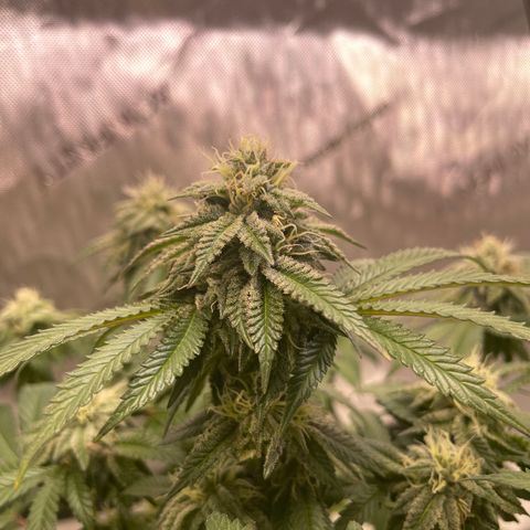 mon cherry growlog photo: #2