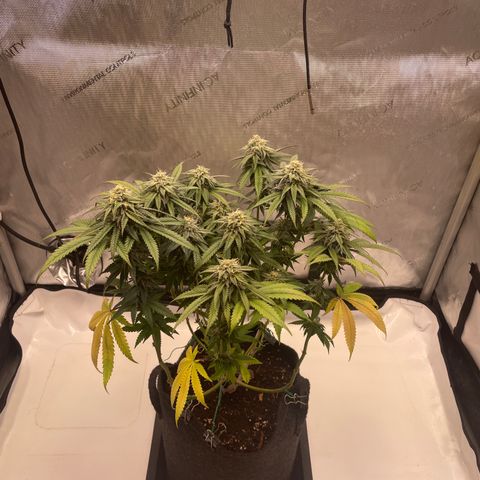 blue zushi growlog photo: #1