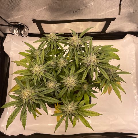 blue zushi growlog photo: #1