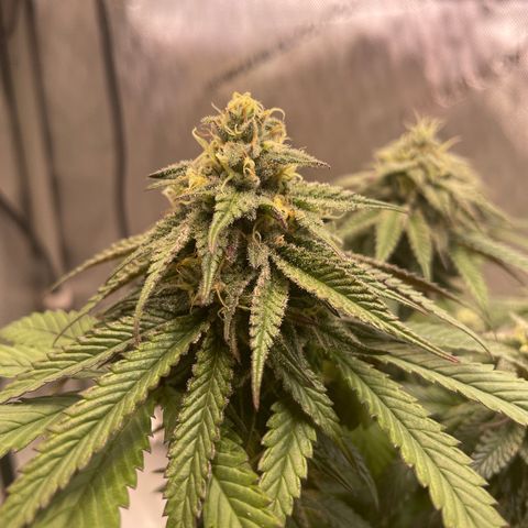 blue zushi growlog photo: #1