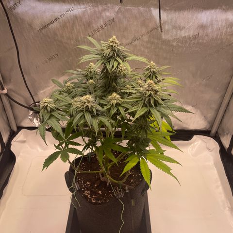blue zushi growlog photo: #2