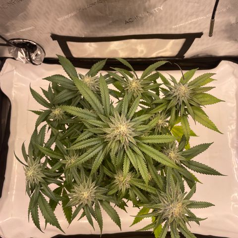 blue zushi growlog photo: #2