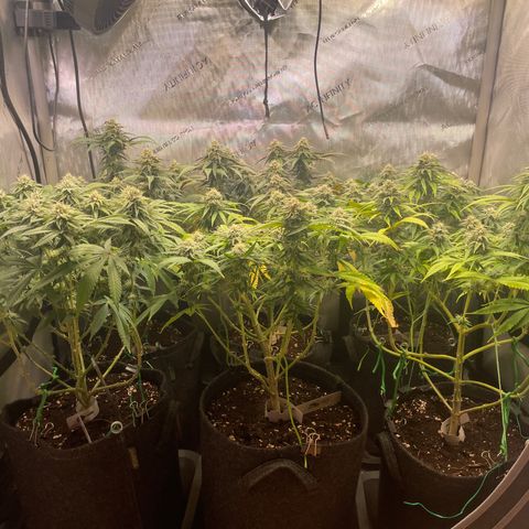 mon cherry growlog timeline photo