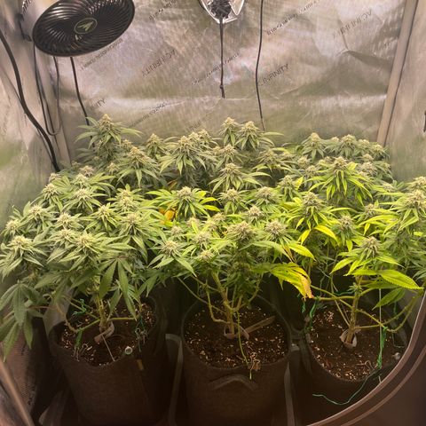 mon cherry growlog timeline photo