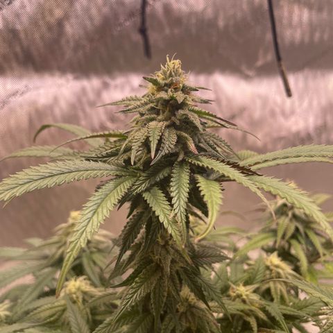 blue zushi growlog photo: #2