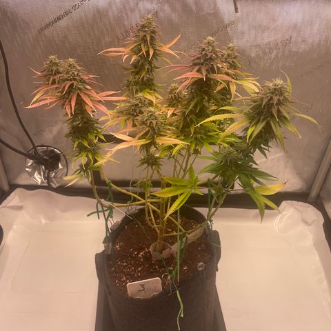 glueberry og growlog photo: #1