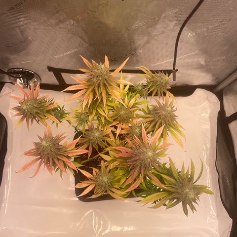 glueberry og growlog photo: #1