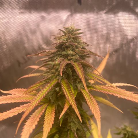 glueberry og growlog timeline photo