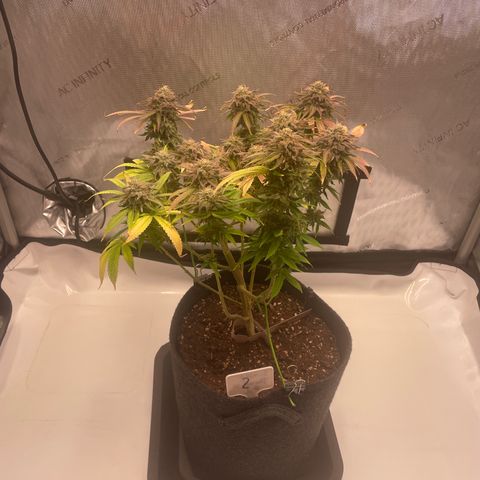 glueberry og growlog photo: #2