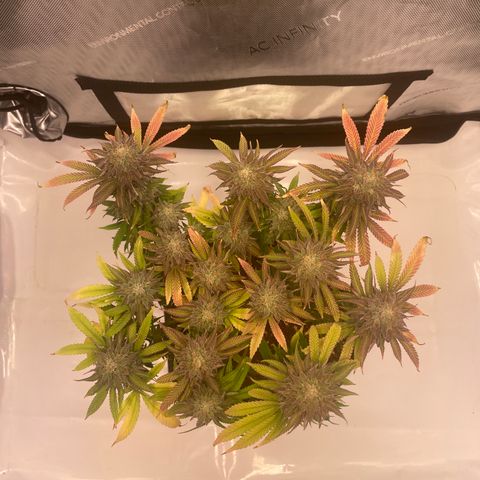 glueberry og growlog photo: #2