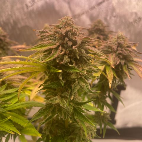 glueberry og growlog timeline photo