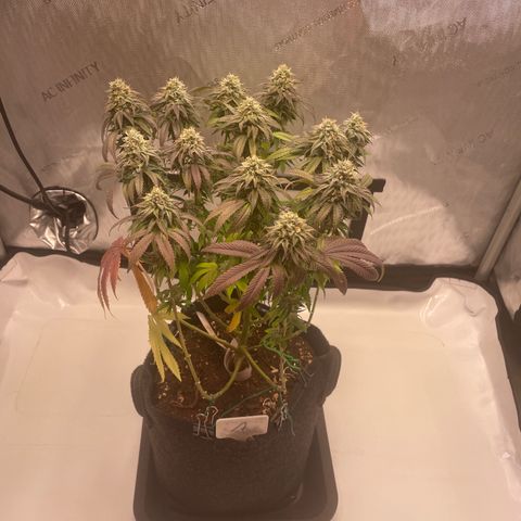 mon cherry growlog photo: #1