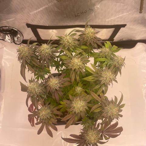 mon cherry growlog photo: #1