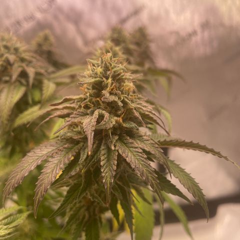 mon cherry growlog timeline photo