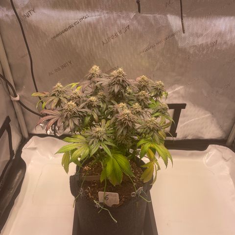 mon cherry growlog photo: #2