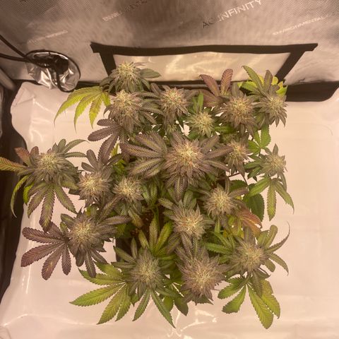 mon cherry growlog photo: #2