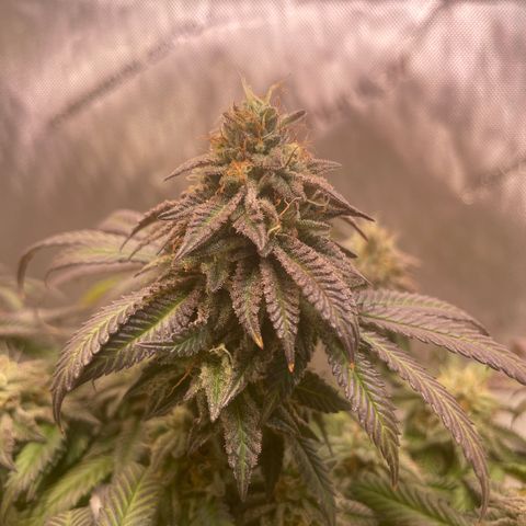 mon cherry growlog timeline photo