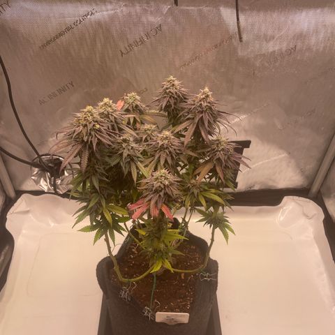 blue zushi growlog photo: #1