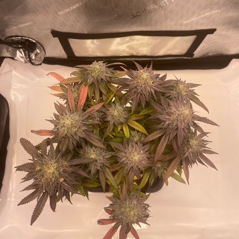 blue zushi growlog photo: #1