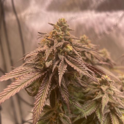 blue zushi growlog timeline photo