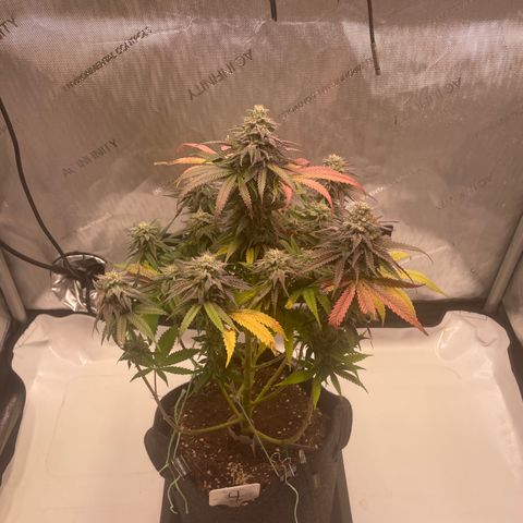 blue zushi growlog photo: #2