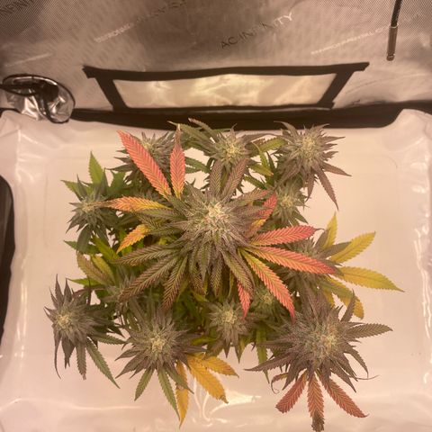 blue zushi growlog photo: #2