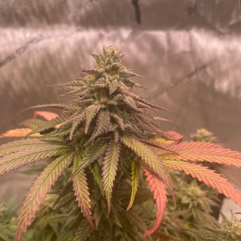blue zushi growlog timeline photo
