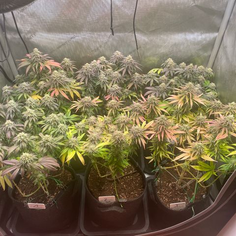 mon cherry growlog timeline photo