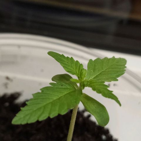 Orinoco  growlog timeline photo